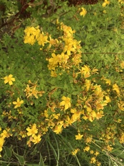 Hypericum perforatum