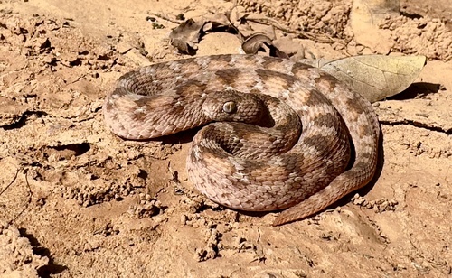 Joger's Saw-scaled Viper