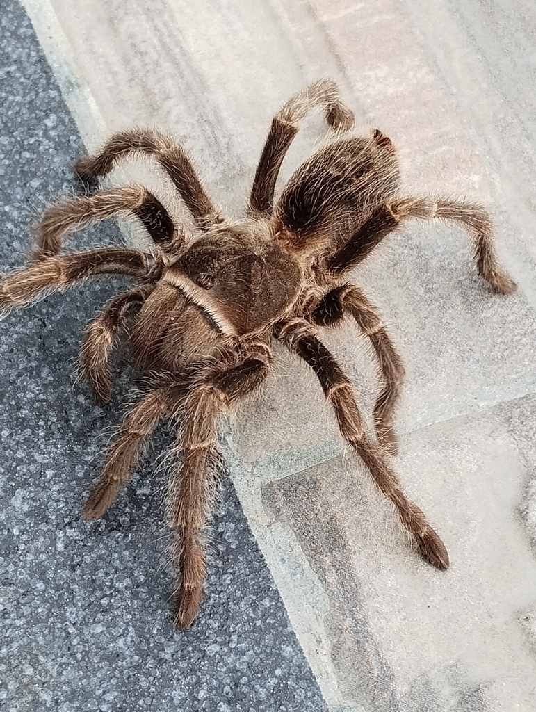 Grammostola doeringi