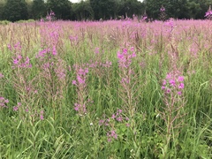 Chamaenerion angustifolium
