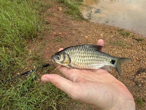Olijfbarbeel (Systomus sarana) — Cyprinidae