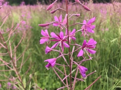Chamaenerion angustifolium