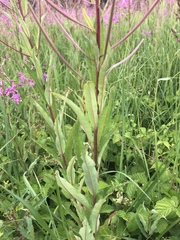 Chamaenerion angustifolium
