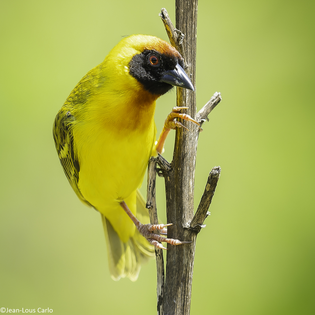 Vitelline Masked Weaver