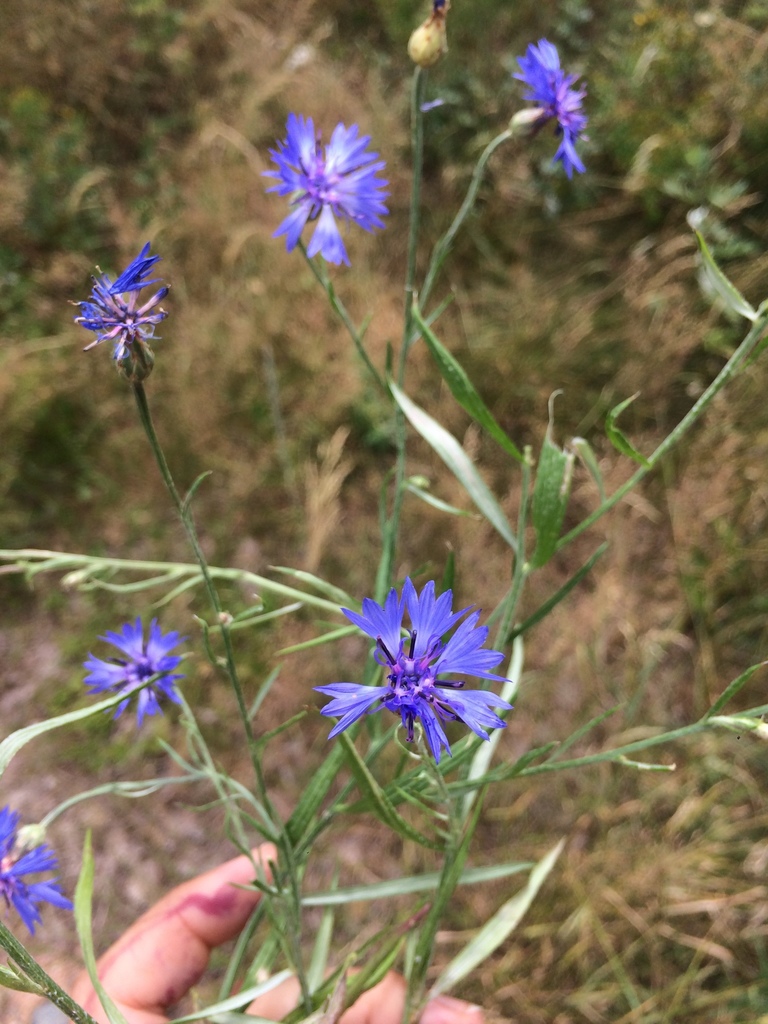 수레국화 from 331 41, Potvorov, Plzeňský, CZ on 2019년 07월... 오후 by kvladykova · iNaturalist 수레국화 (Centaurea cyanus)