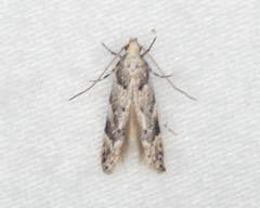 Coleotechnites coniferella