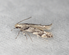 Coleotechnites coniferella