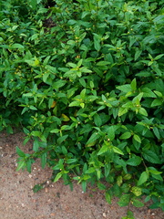 Acanthospermum hispidum