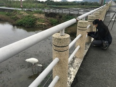 Leucogeranus leucogeranus