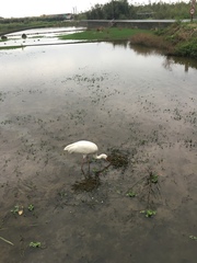 Leucogeranus leucogeranus