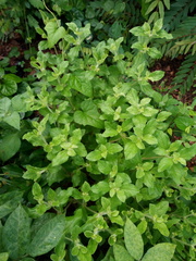 Acanthospermum hispidum