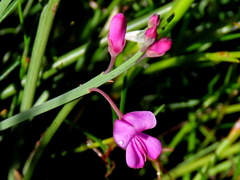 Indigofera ionii