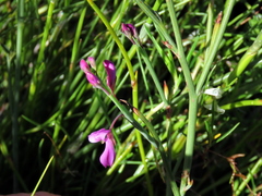 Indigofera ionii