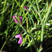 Dwarf Fire Indigo - Photo (c) Gigi Laidler, some rights reserved (CC BY-NC), uploaded by Gigi Laidler