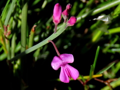 Indigofera ionii