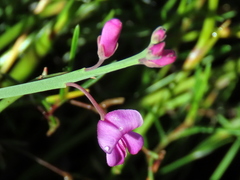 Indigofera ionii