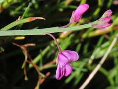 Indigofera ionii