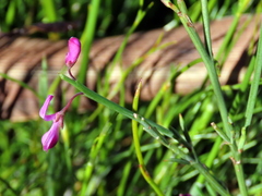 Indigofera ionii