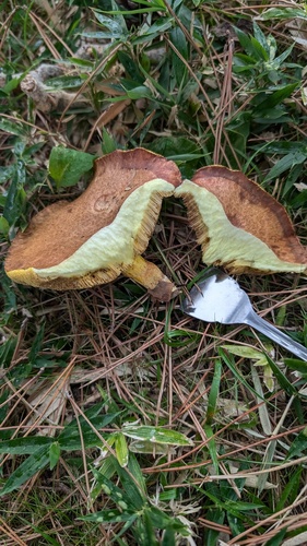 Suillus granulatus