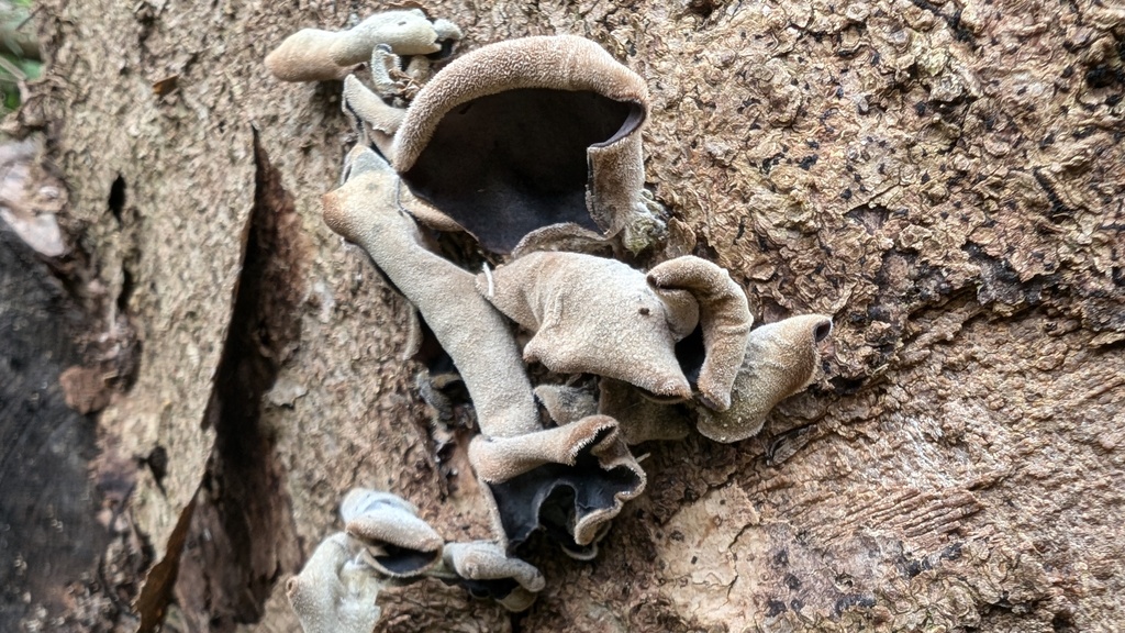 Auricularia polytricha · November 2024 · photo: © atsushi_nakajima_cirque (iNaturalist, cc-by)