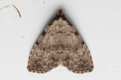 Dyspyralis puncticosta