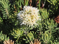 Agathosma hookeri