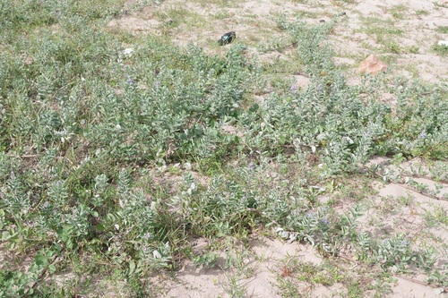 Roundleaf chastetree (Vitex rotundifolia)