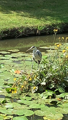 Ardea cinerea
