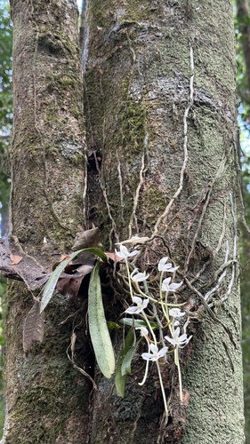 Aerangis montana J.Stewart 2