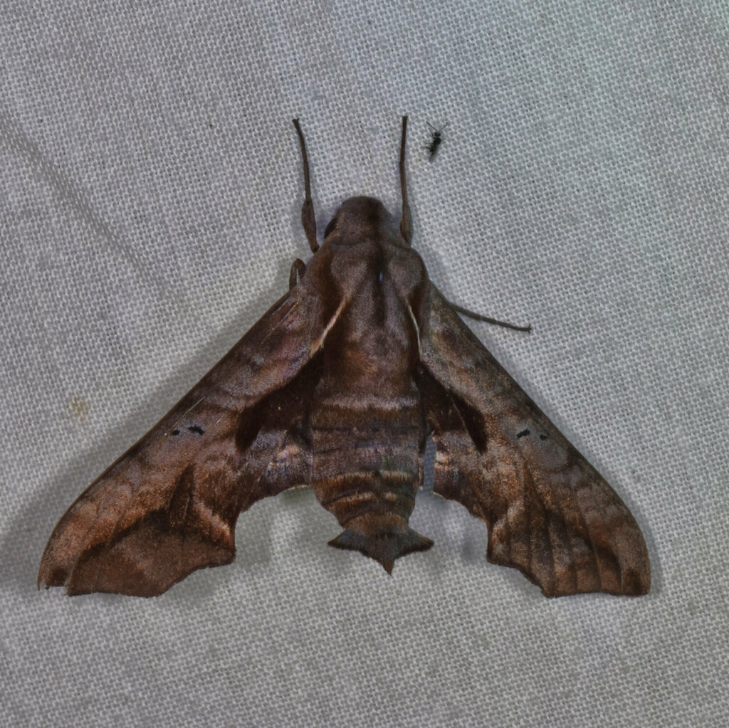 Nyceryx continua
