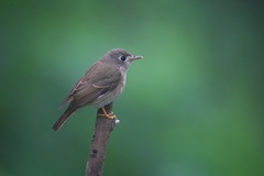Muscicapa muttui