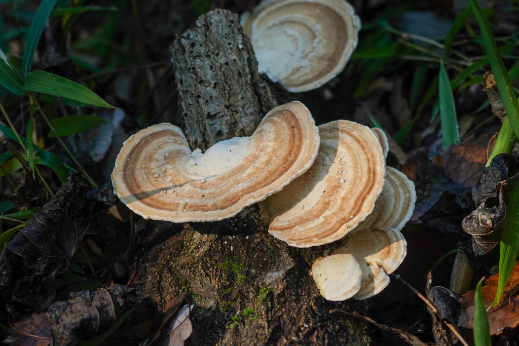 Trametes orientalis · November 2024 · photo: © tbc_watanabe (iNaturalist, cc-by)