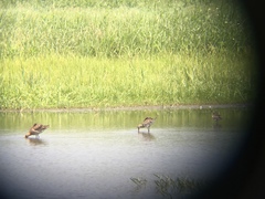Limosa limosa melanuroides