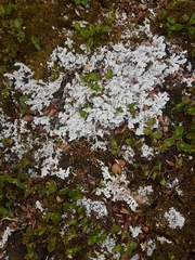 Stereocaulon paschale