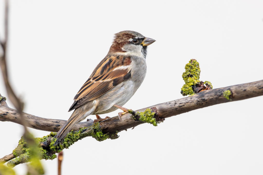 Huismus, foto van iNaturalist