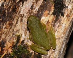 Ranoidea nudidigita