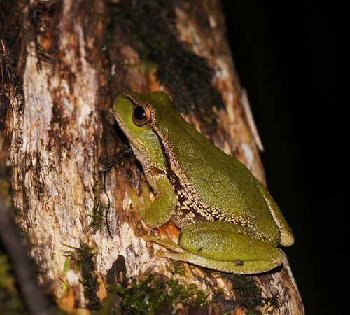 Narrow-fringed Frog