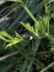 Papilio polyxenes asterius