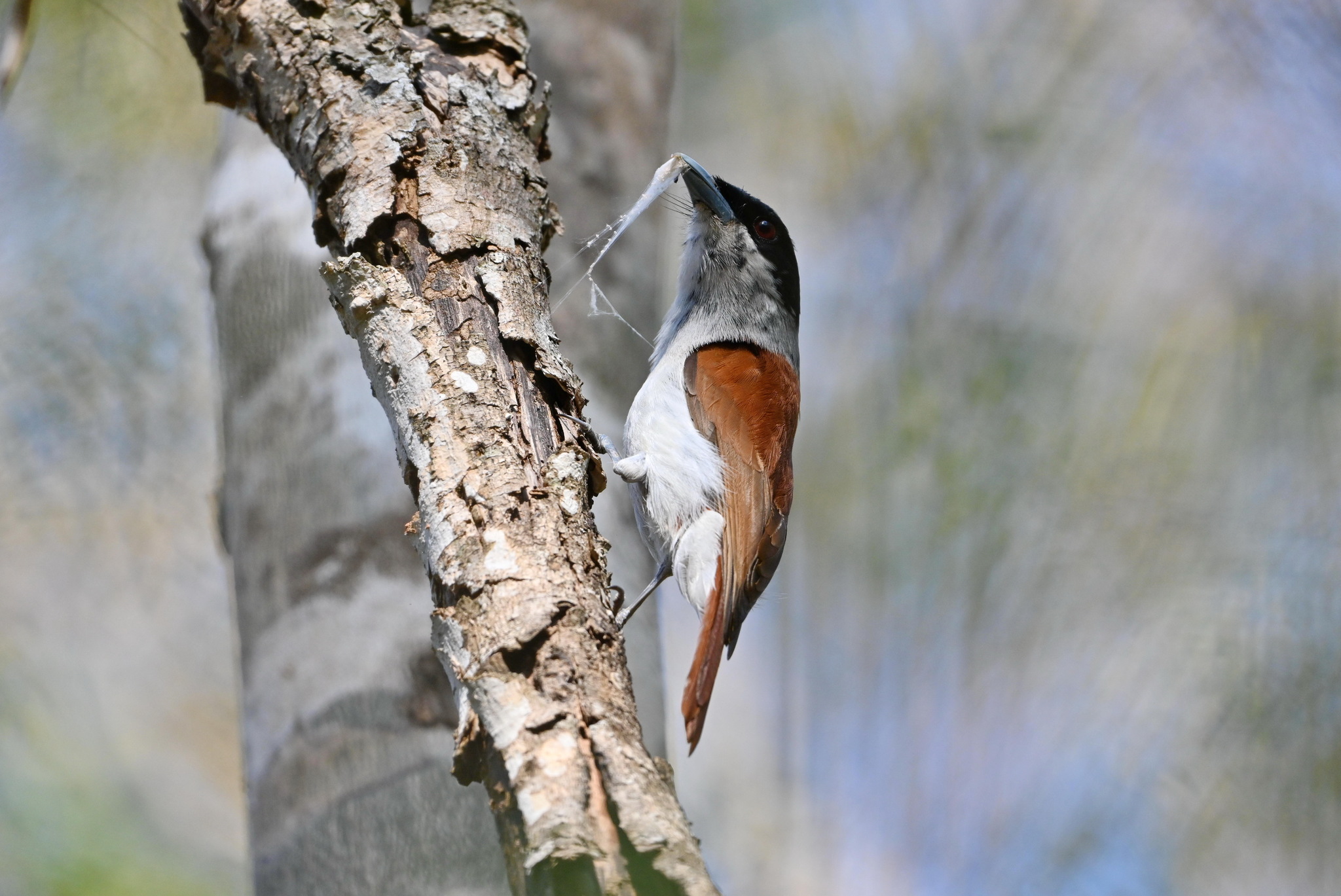 Rufous Vanga (Schetba rufa), photo 2