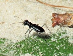 Cicindela abdominalis