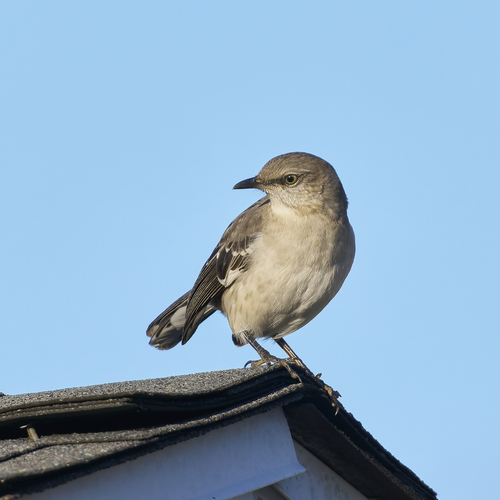 Northern Mockingbird