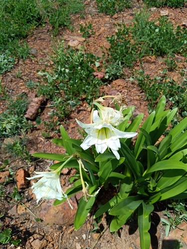 Ismene × deflexa, photograph 2