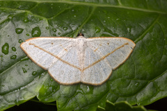 Lomographa luciferata