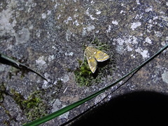 Paracymoriza cataclystalis