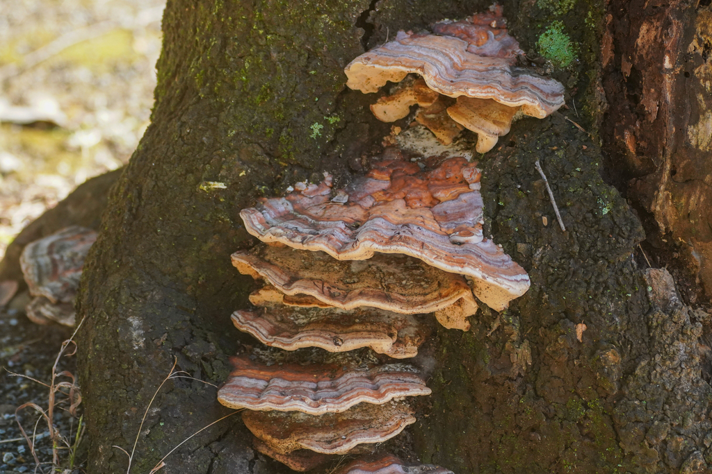 Vanderbylia fraxinea · November 2024 · photo: © tbc_watanabe (iNaturalist, cc-by)