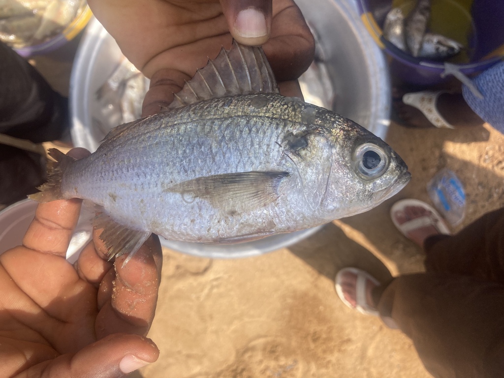 Bigeye grunt (Brachydeuterus auritus) — Haemulidae