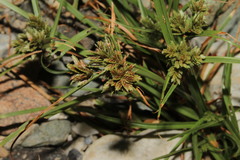 Cyperus glaber