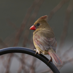 Northern Cardinal photo 3