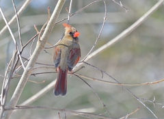 Northern Cardinal photo 4