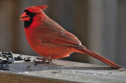 Northern Cardinal, photo 8 of 9